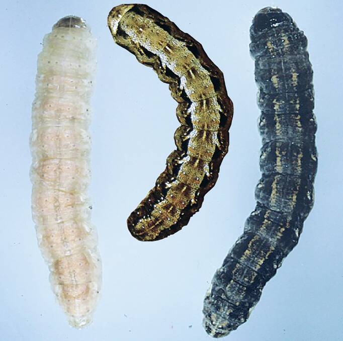 The three main species of cutworm caterpillars.