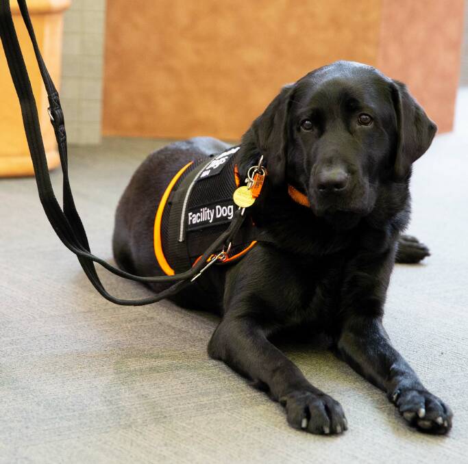 Winston, the five year old black Labrador, is Perth Children's Court Justice Facility Dog on a one year trial basis and has been settling into his job since September 21.