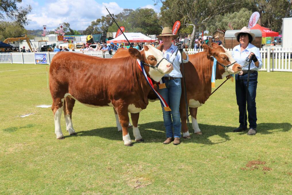 The junior champion and reserve junior champion Simmental females were exhibited by the Bandeeka stud, Elgin. Sarsha Wetherell (left) paraded the champion, Bandeeka Saskia, which went on to be sashed the interbreed junior champion female while stud co-principal Loreen Kitchen paraded the reserve champion Bandeeka Sasha.
