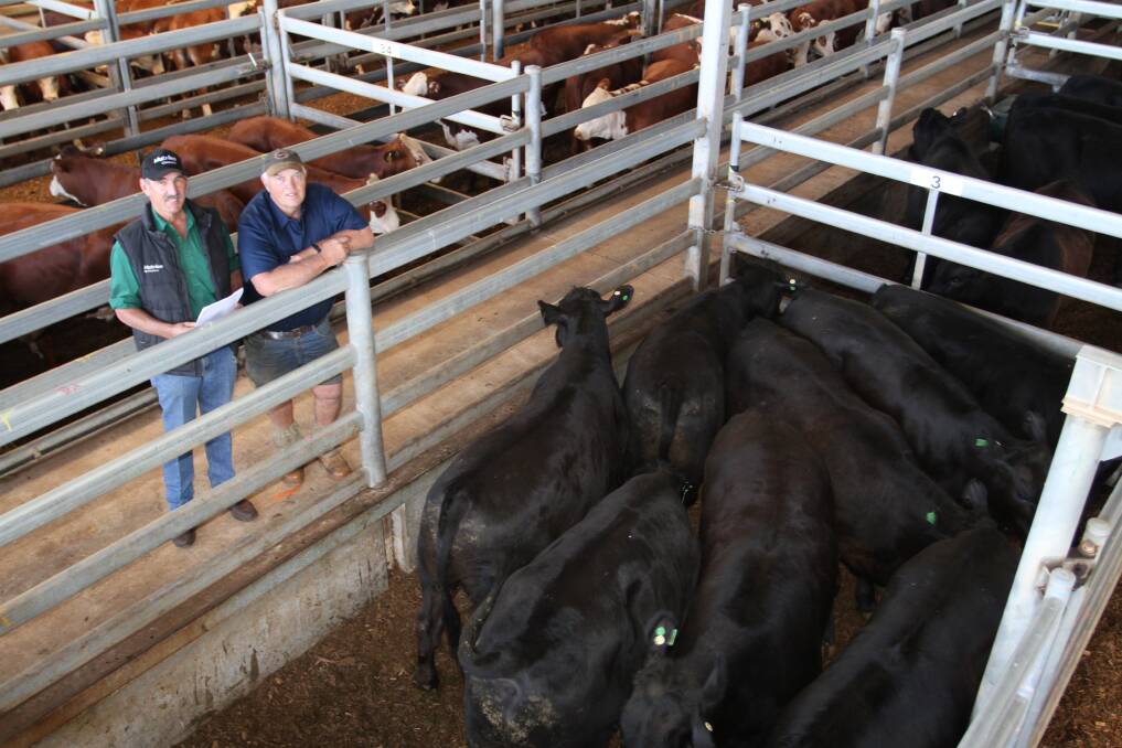 Nutrien Livestock, Gingin agent Greg Neaves (left) and JR, LH & JJ Sweet farm manager Greg Watters, Mount Helena, with some of the Sweet familys Angus yearling steers which sold to 474c/kg and $2358.
