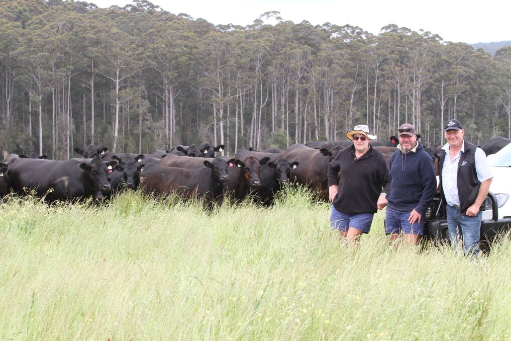 Vendors Dennis (left) and Paul Barnsby, PM & SM Barnsby, Pemberton, looked over some of their Angus cows and calves with Colin Thexton. The Barnsby family will offer 80 mixed sex February-March 2021 drop Angus weaners.