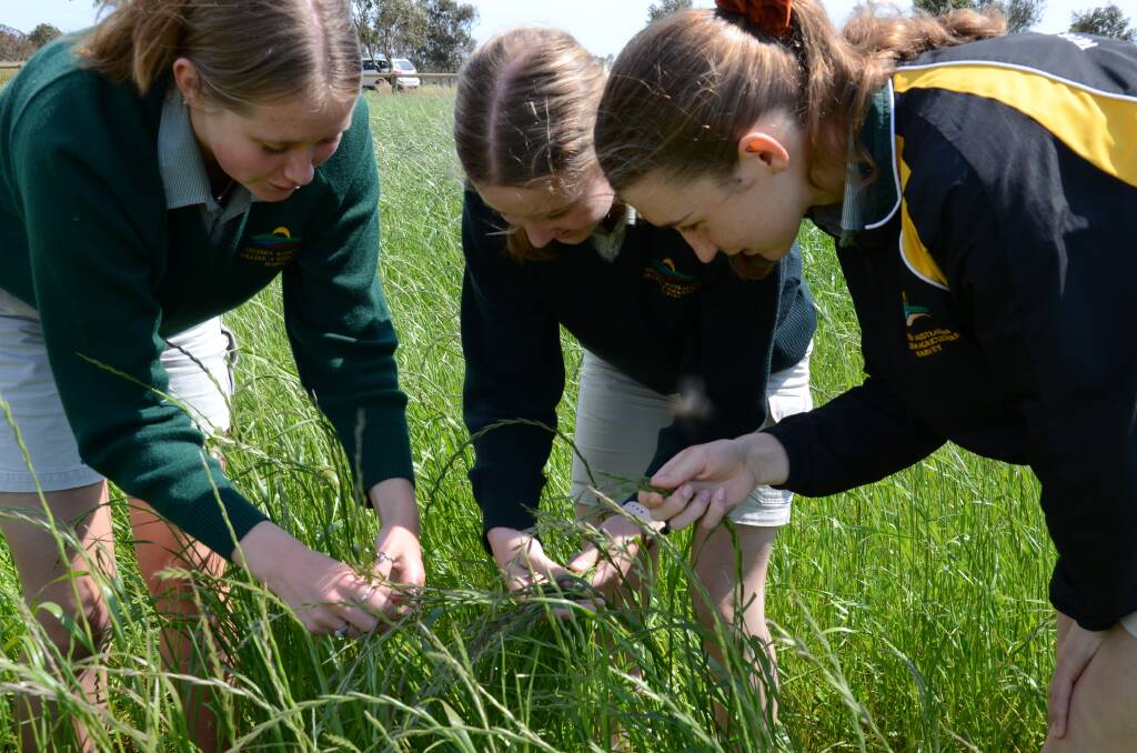 WA College of Agriculture Harvey year 11 students Rosie Hughes (left), Olivia Hawkins and Josie Curtis at the regenerative agriculture demonstration site.
