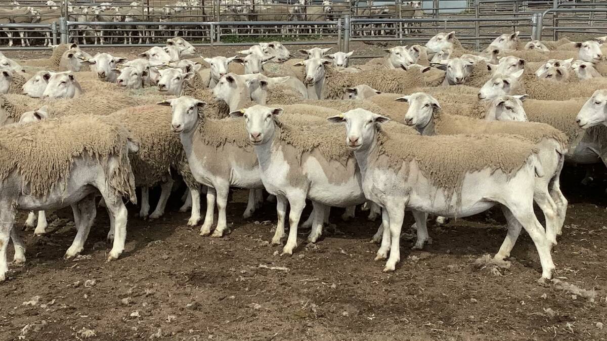 The sales $584 second top price was achieved by 192 14-17mo UltraWhite ewes offered by the Blechynden family, EF & SL Blechynden, East Pingelly. They sold to a Great Southern prime lamb producer.