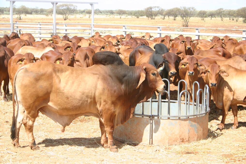 A total of 13,000 head of Red Brahman/Droughtmaster cross Poll cattle, including 6500 breeders, are being run on the property.