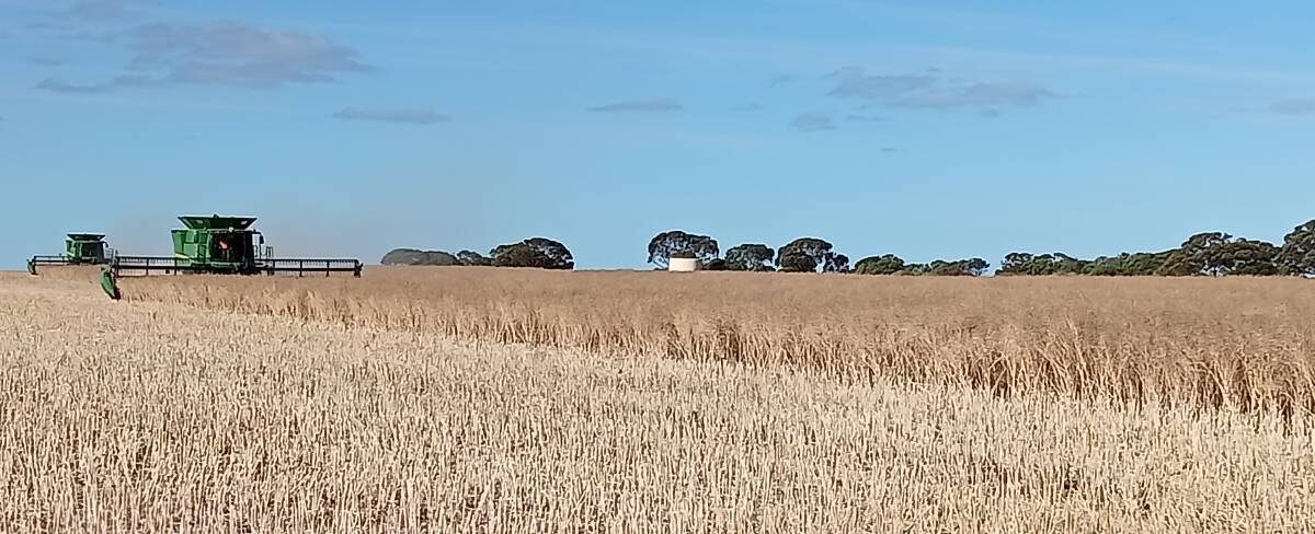 Harvest at Balla, north of Yuna, started on October 9. This crop is Hyola 410 Truflex canola which was sown after ex-Tropical Cyclone Seroja. Photo by Alex Grove.