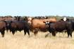 Milestone sale offers 1000 well-bred calves