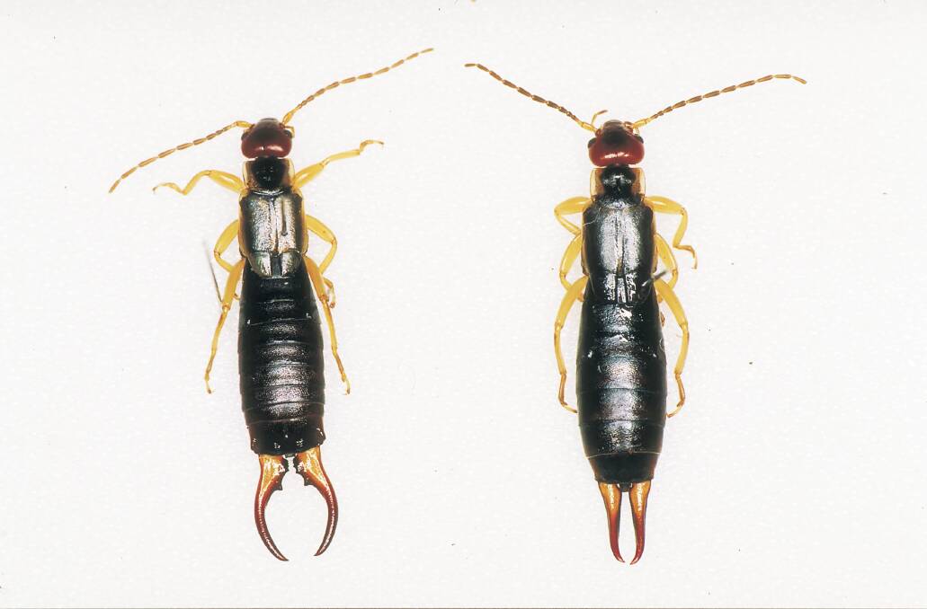 European earwigs: left is a male, right is a female.