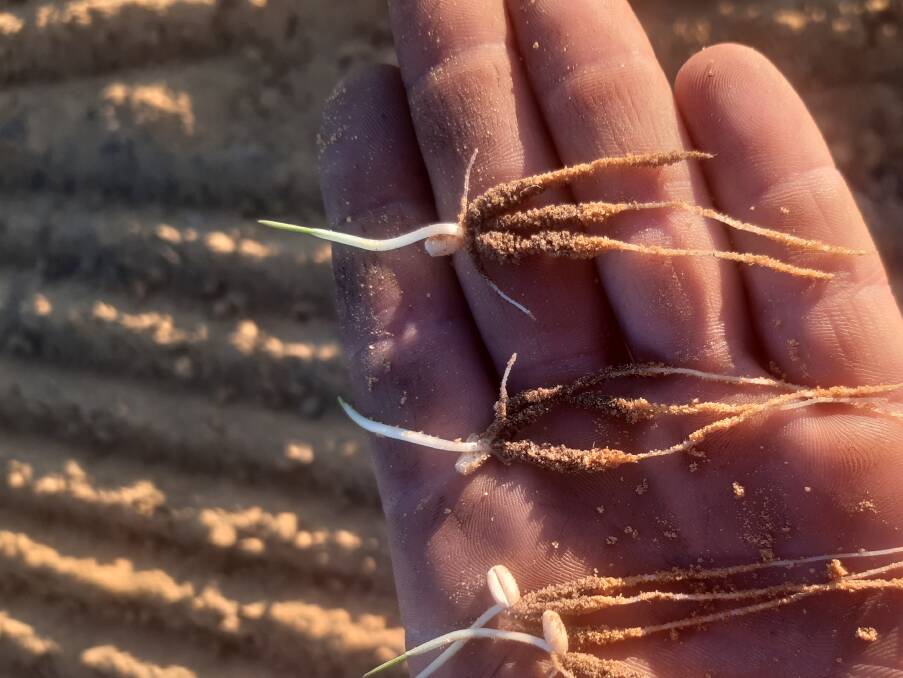 A wheat crop near Yuna has shown strong root growth. Grower Alex Grove took this photo two weeks after sowing a mouldboard ploughed paddock. The paddock was ameliorated for non-wetting top soil and to bury limesand. "The rest of the crop is looking the best I've seen in many years for Yuna  we are very lucky," Mr Grove said.