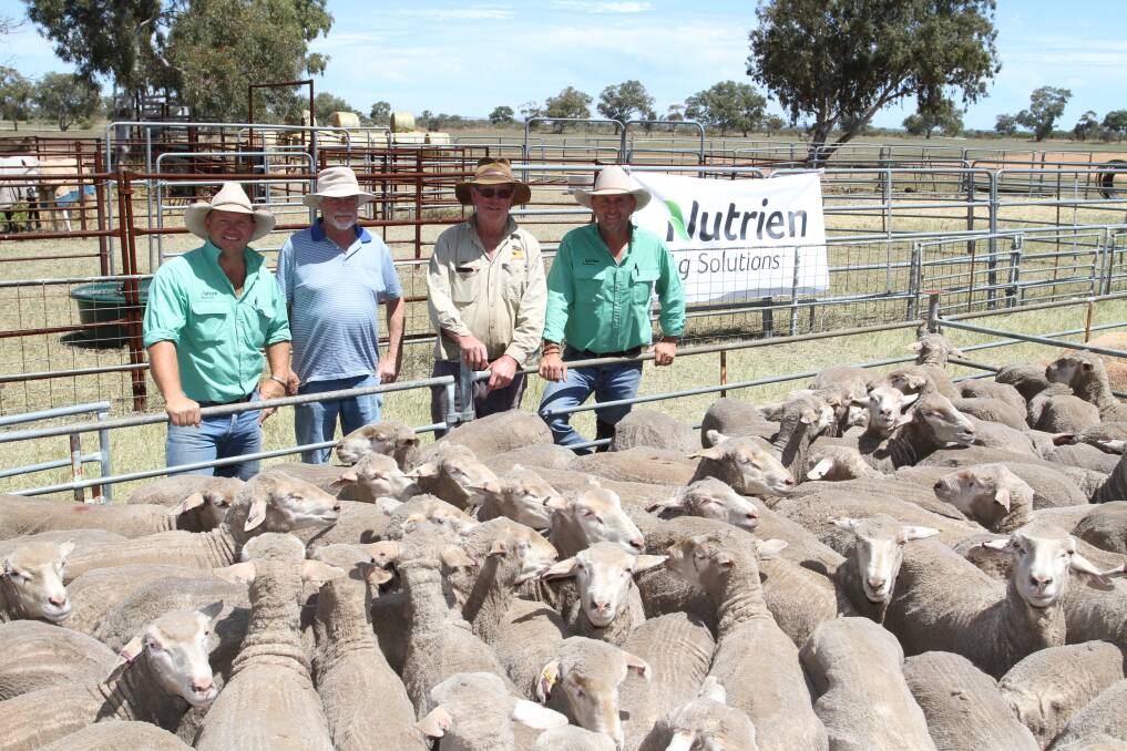 Values topped at $262 for young ewes at the annual Nutrien Livestock sheep sale at Eneabba last week and with the top-priced line of 331 October shorn Mulga Springs blood, 1.5yo ewes offered by CS & PJ Hasleby, Mulga Springs stud, Northampton, were buyer Chad Smith (left), Nutrien Livestock, Northampton, who purchased the ewes for a Northampton buyer, Mulga Springs stud classer Terry Stokes, vendor Chris Hasleby, Mulga Springs stud and sale auctioneer Craig Walker, Nutrien Livestock, Northern and Eastern Wheatbelt.