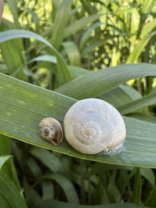 Snails discovered in wheat crop
