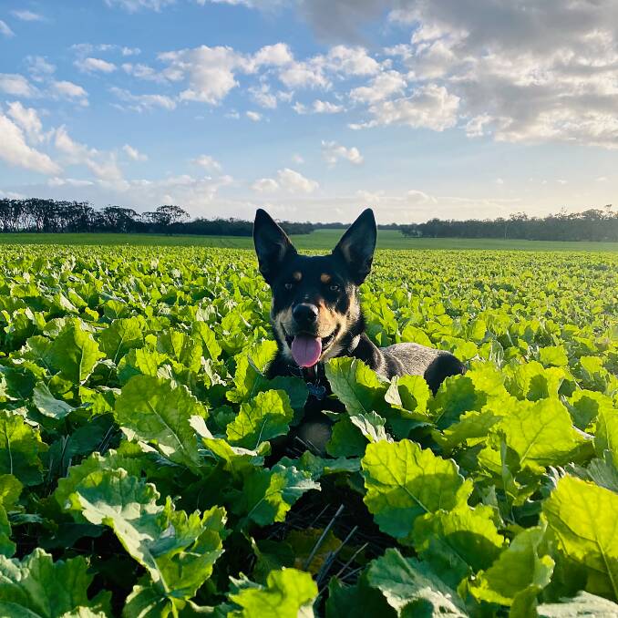 Duke the kelpie checking on the canola crop. The conditions this season have been very unusual compared to the past few years on the Letter family farm at Tambellup. "It's great to have water in the dams and a good amount of sheep feed in the paddocks," said Brooke Miln. "The crops that are established are doing well, but the later crops are suffering slightly from the wet conditions."