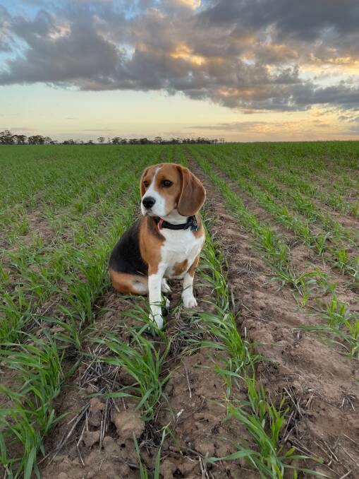 Pablo the dog inspects a barley crop at Kondinin. Beau Repacholi, who took this photograph, said the farm recorded another four millimetres of rain on Sunday night, taking the yearly to 245mm. "Early crops are very advanced for this time of the year, with lupins looking exceptional," Mr Repacholi said. "The majority of post spraying and nitrogen top-ups have been done. Most farmers around this region would be very pleased with the year so far." He said this season has been the best start for years, with 2013 and 2016 being similar years, although they didn't receive as much rain going into July. "Fingers crossed the rain is shared around and everyone has a kind finish," he said.