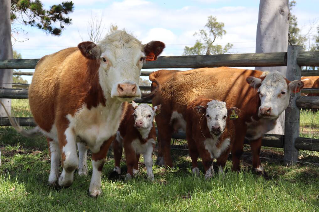 While size is important in miniature Herefords under 121 centimetres for a cow and 129cm for a bull, both at two years of age and measured over the back, above the hip the genetic heritage of an animal is more so.