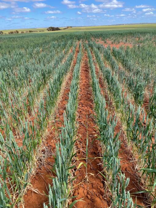 The dual-purpose awnless wheat varieties from LongReach Plant Breeders have been bred to produce milling-grade grain, but if hit by damaging environmental factors they have the capacity to produce high quality hay.