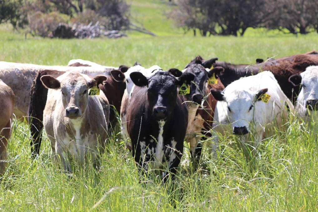 The mix of steer and heifer calves are very calm and approachable, making feeding and herding tasks easier even with this group of about 200-day-old calves, which were recently weaned.