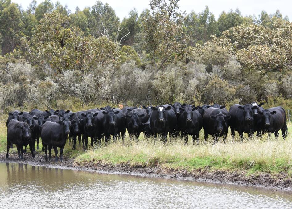 The biggest offering of PTIC first-cross heifers will come from the Houden family, The Southden Trust (Houden Pty Ltd), Redmond. The family will offer 50 PTIC Angus-Friesian heifers which are sired by Arizona Farms Angus bulls bred from Coonamble Angus bloodlines. They are in calf to Quanden Springs Angus bulls selected for their calving ease and high growth.