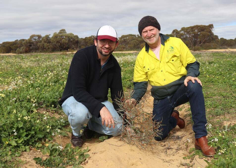 Tim Munro (left) and Steve Meerwald checking young oil mallee trees, part of a 300 hectare plantation to be completed this winter on the former Kulja cropping property that is now home to Kochiis oil, biochar and wood vinegar production operations.