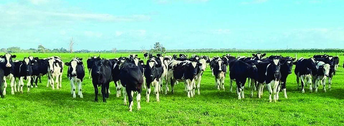 Ludlow dairy producers P & G Oates will be one of the biggest vendors in the sale with an offering of 100 Friesian steers aged 12 to 14 months.