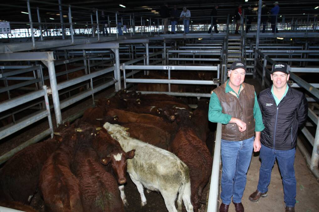 Nutrien Livestock, Waroona agent Richard Pollock (left) and Nutrien Livestock, sale co-ordinator and level one AuctionsPlus assessor Simon Green with one of the sales largest drafts of Shorthorn-Red Angus cross yearlings offered by Mr Pollocks client Charla Downs Pty Ltd, Waroona, which sold to $1698 and 540c/kg for steers.