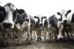 Comment: major challenges for dairy profitability