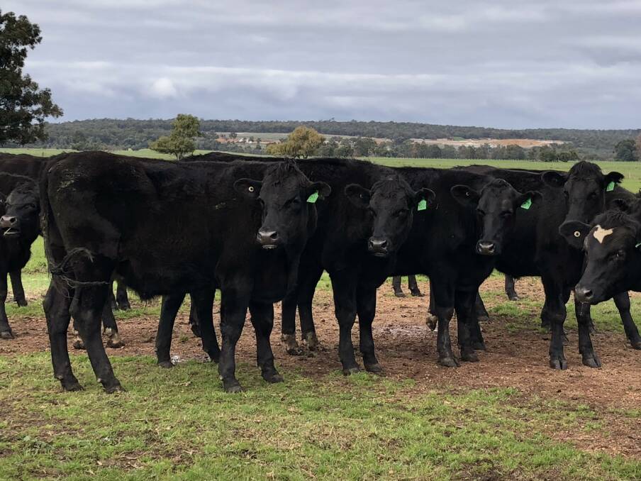 Laureldene Farms, Boyanup, will be the biggest vendors in the first-cross steer section. Its offering will comprise of43 Angus-Friesian steers aged 22-24mo, 10 Angus-Friesian steers aged 18-20mo and 35 Hereford-Friesian steers aged 18-20mo and 30 head in the 16 to 18mo age bracket.
