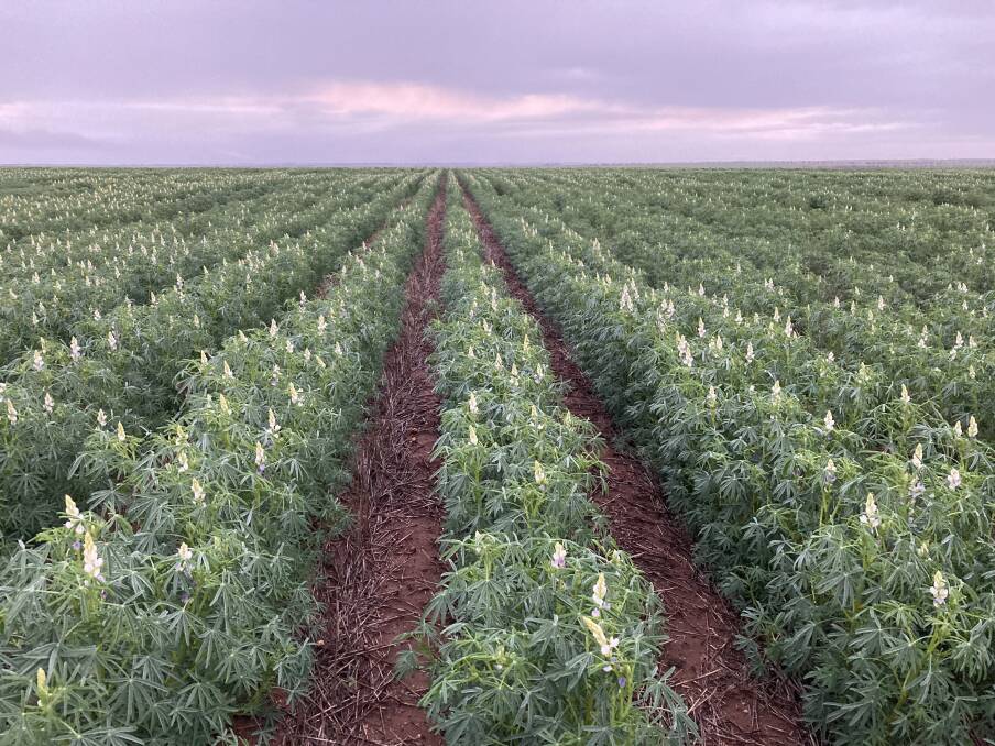 A trial would be conducted over the 2021/22 harvest to research the make-up of other seeds and foreign material in lupin deliveries. Photo by Dylan Hirsch, Latham.
