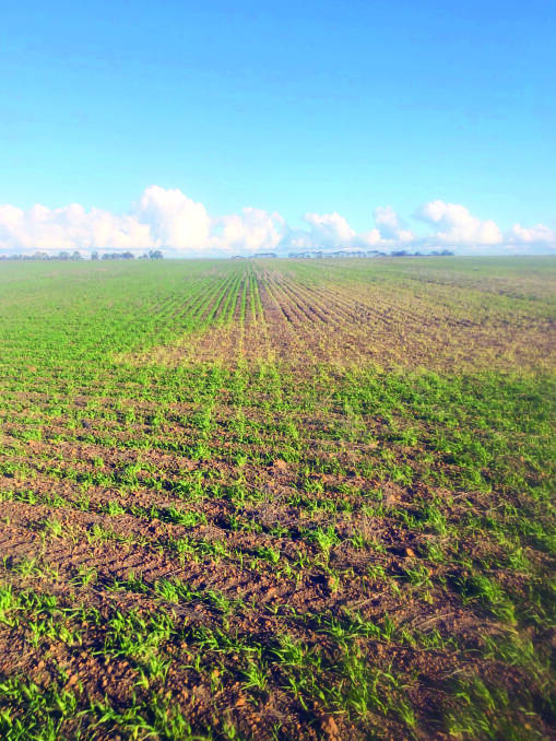 A comparison between a paddock sprayed with Overwatch/trifluralin on the right and trifluralin/prosulfocarb on left. Photo by Craig Hall, Gairdner.