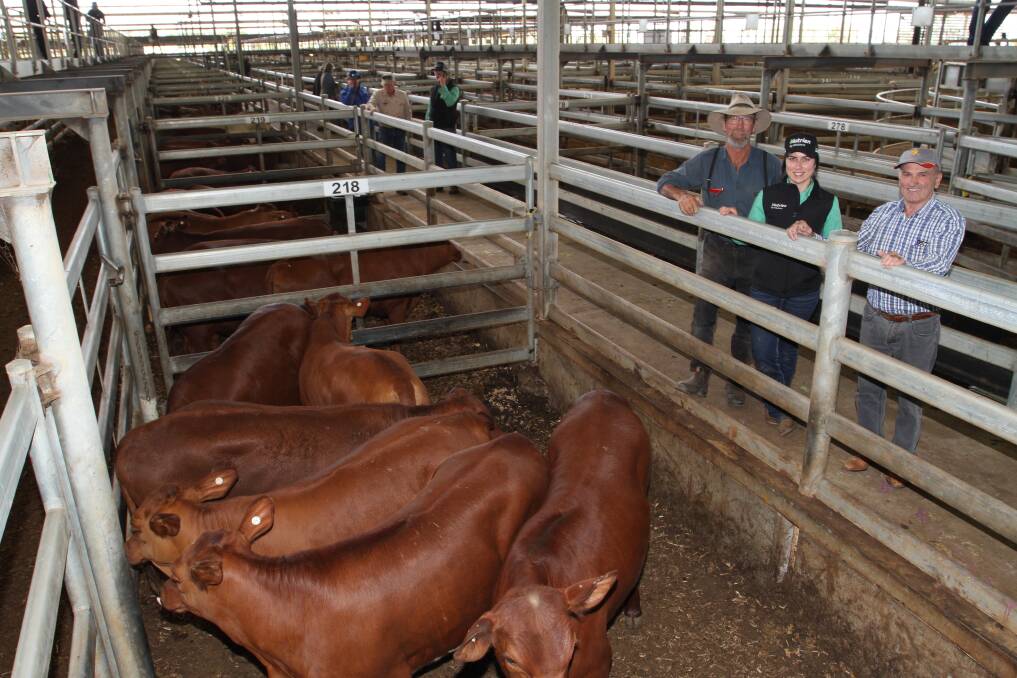 Toscana WA Pty Ltd, Pinjarra, was a prominent buyer of 170 pastoral heifers (and 20 steers) at the sale paying to $1486 and 484c/kg for Shorthorn cross heifers from Berringarra station, Upper Murchison. With some of their Berringarra heifers were Nutrien Livestock commercial cattle manager Skye Ogerly with Steve Smirk (left) and Paul Letari, Toscana Pty Ltd.