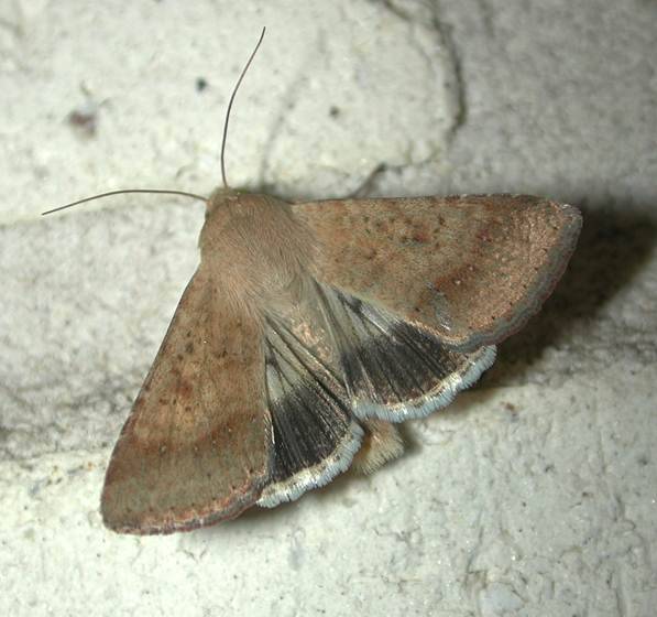 An adult native budworm moth. Photo by DPIRD.