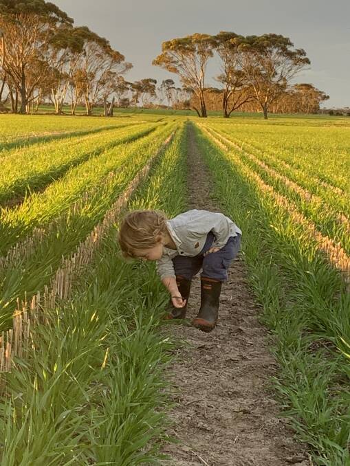 Two-year-old farmer Arlo Clark checking on a Planet barley crop on the Scaddan farm a few weeks ago. Photo by Todd Clark.