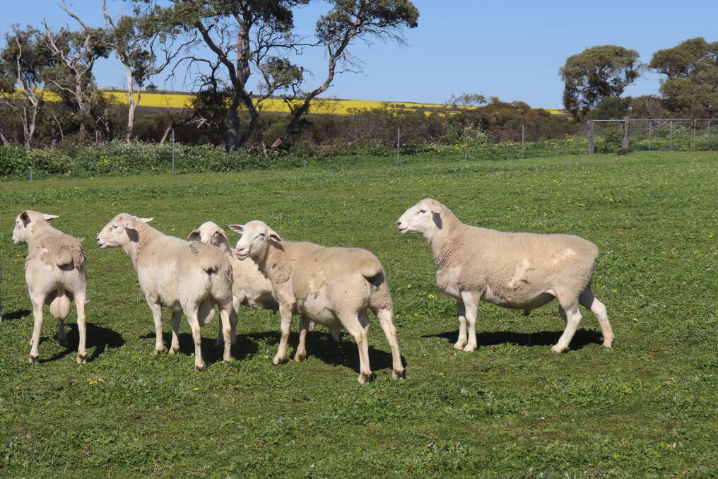 Some of the Elliots SheepMaster stud rams.The far right ram is named Fat Boy and Mr Elliot said he was the ideal ram from which to breed.