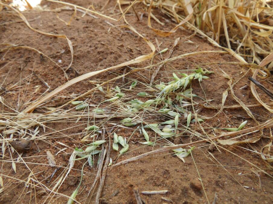 WA growers have been advised to implement an integrated management approach to minimise damage from a potential mouse outbreak, with report of increased activity across the grain growing region.