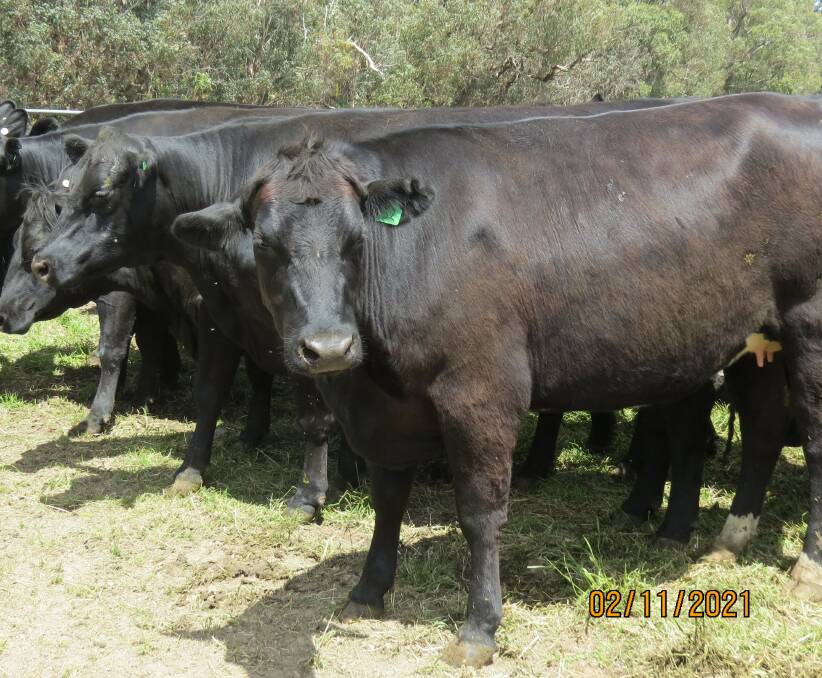 A line of 35 Angus-Friesian heifers PTIC to Limousin bulls to calve from February 2 to April 2 will be offered by the MacDonald family, KM, EJ & LK MacDonald, Cookernup.