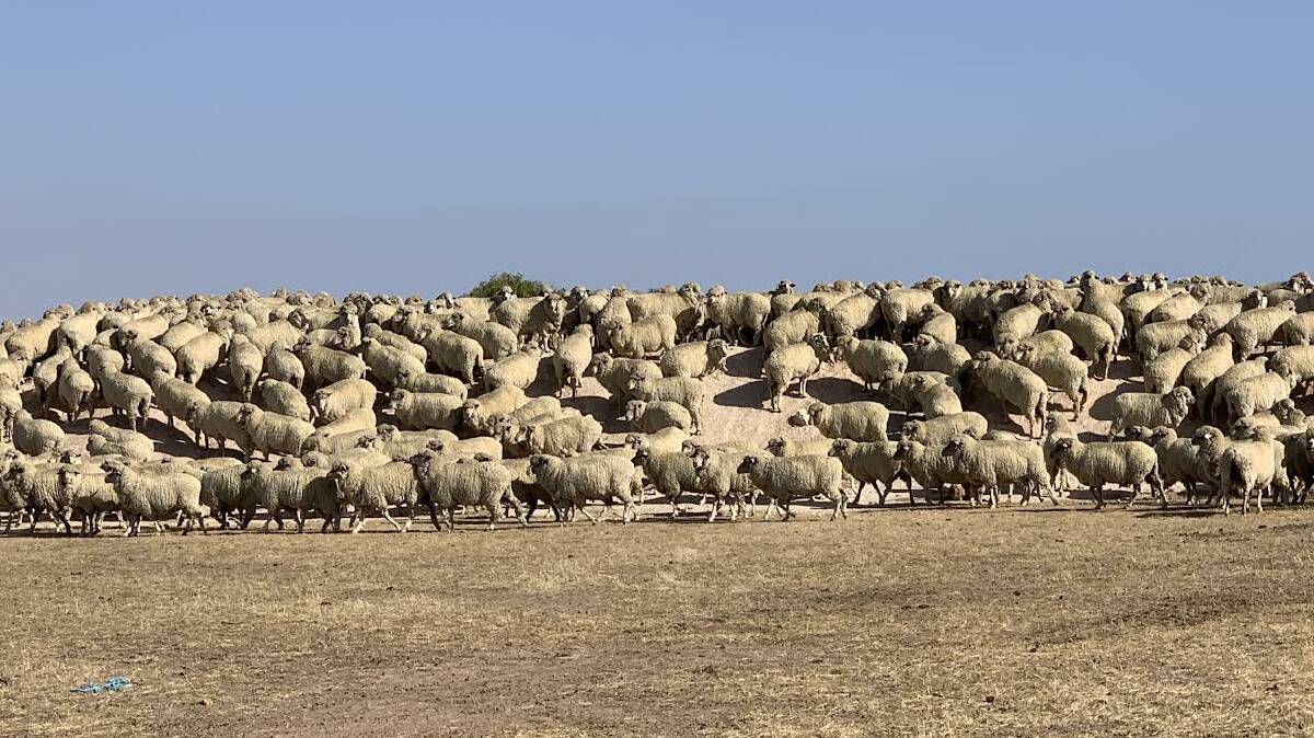 The Waddell/Harding family runs a self-replacing Merino flock of 1500 ewes using Merino genetics from Luke Ledwith's Kolindale stud.