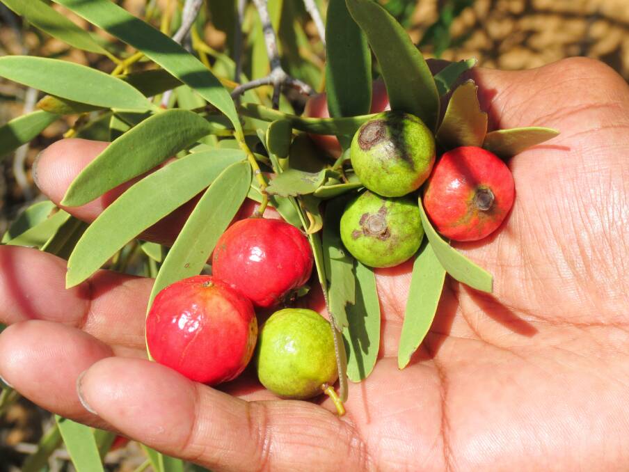 Quandongs are a native fruit and member of the sandalwood family which are seen to be one of Australia's most versatile bush products as it can be used as both a food and a medicine.