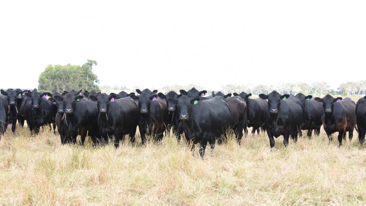 The Rochester family, K & M Farming, Manypeaks, will offer 100 Angus breeders as part of a final stage herd dispersal. The family's offering will consist of 60 rising two-year-old heifers and 40 rising second calvers.