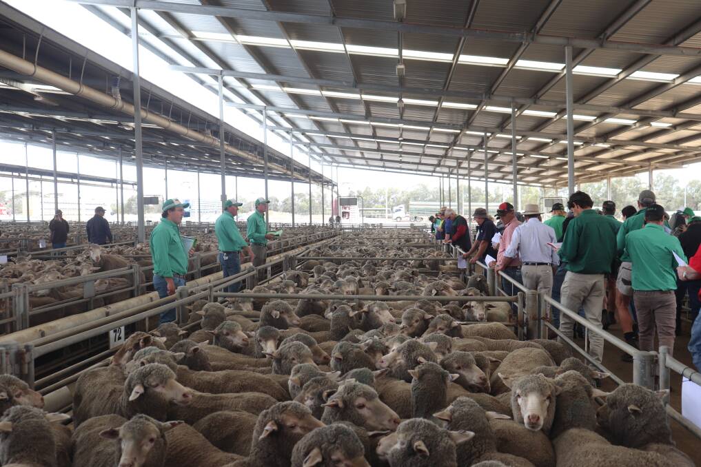 A total of 8236 sheep were offered at Katanning last Friday.