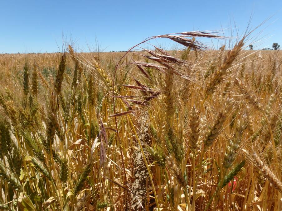 Brome grass seed head growing above a Mace (PBR) wheat crop in the northern WA wheatbelt. Photo by Catherine Borger.
