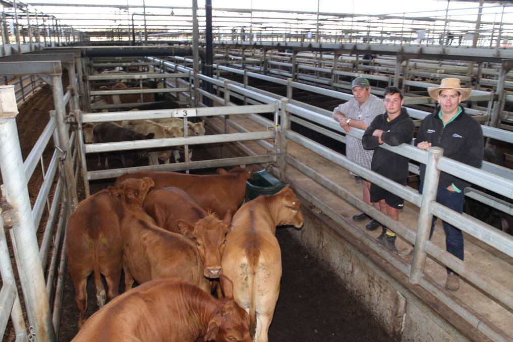 Vendors Robert (left) and Thomas Mostert, Mosterts Dairy Pty Ltd, Keysbrook and Nutrien Livestock sale co-ordinator, auctioneer and AuctionsPlus level one assessor Simon Green with the Mostert's pen of six Red Angus steers averaging 398kg that sold for 598c/kg and $2377 at the Nutrien Livestock store cattle sale at the Muchea Livestock Centre last Friday.