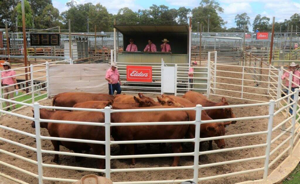 The sale's $4700 top price pen of Red Angus heifers in the ring, sold by Treeton Lake, Cowaramup and Dardanup and purchased by Farris Family Trust, Busselton.