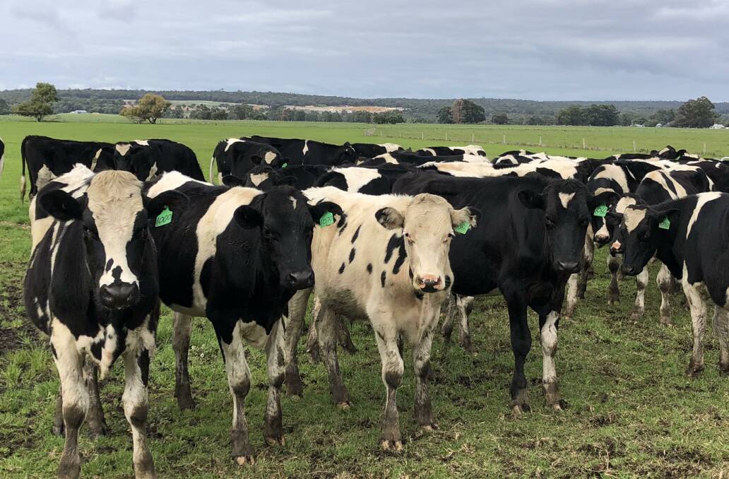 p Boyanup-based operation Laureldene Farms, Boyanup, will offer 50 Friesian steers aged 13-14mo and 13 Friesian steers aged 11-13mo, which are a mixture of owner-bred and purchased in steers.
