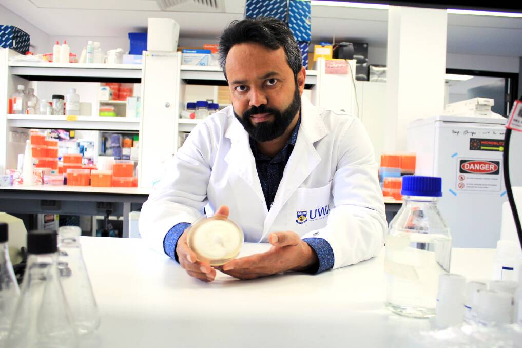 Dr Khalil Kariman, from The UWA School of Agriculture and Environment, with a colony of the native fungus. Photo by Rosanna Candler.