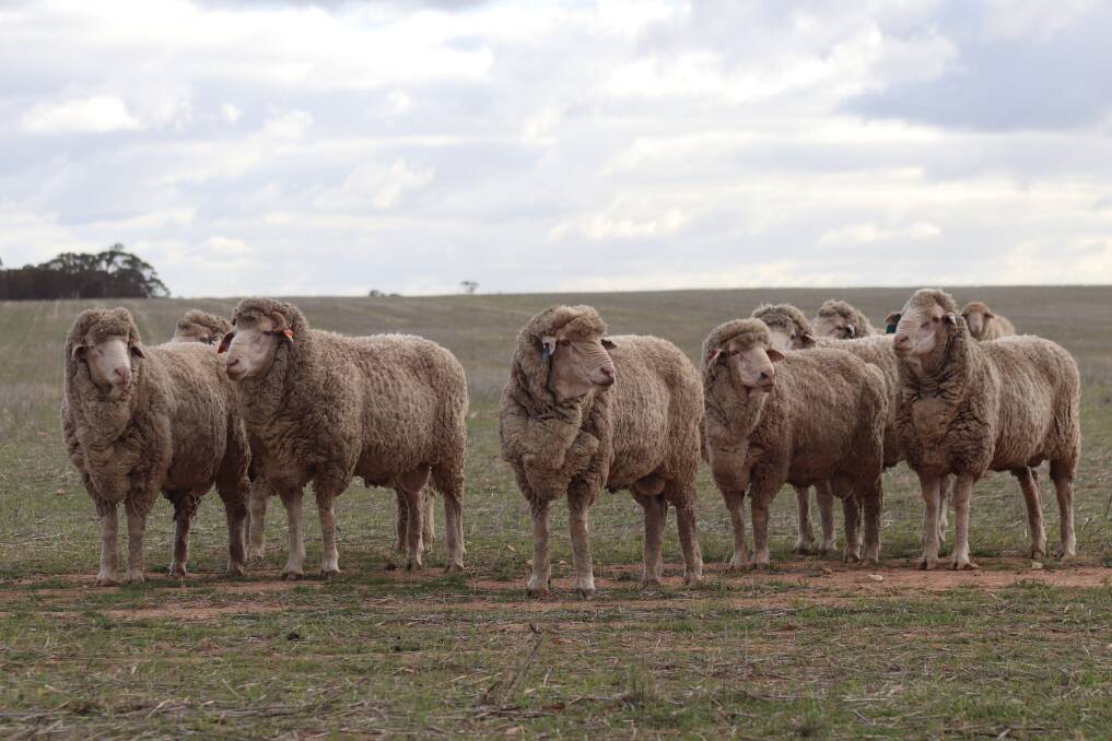 The Gents have been using Kolindale rams for nearly 25 years.
