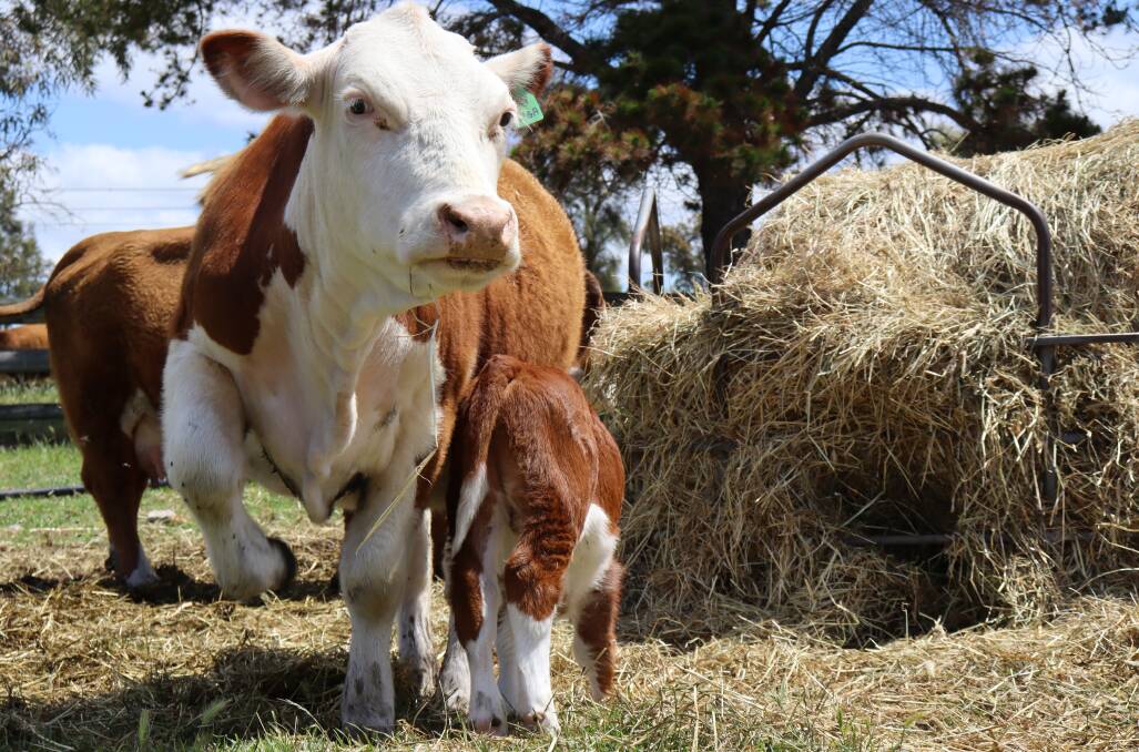At first glance, miniature Herefords could be easily mistaken for either of the traditional Hereford or Poll Hereford breeds with their distinctive, rich red coats and white faces, belly and markings.