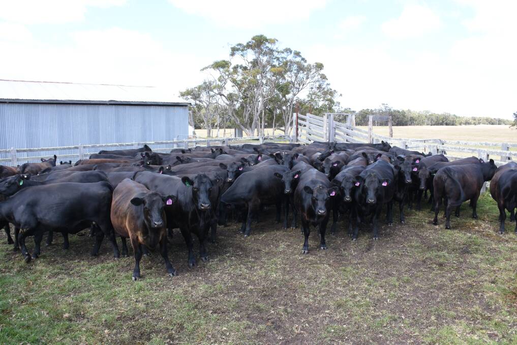 Long-time sale vendors the Forbes family, Dundeal Holdings, Narrikup, will also be the largest vendors in the sale when they offer 195 PTIC Angus heifers. The majority of these are based on Coonamble Angus bloodlines.