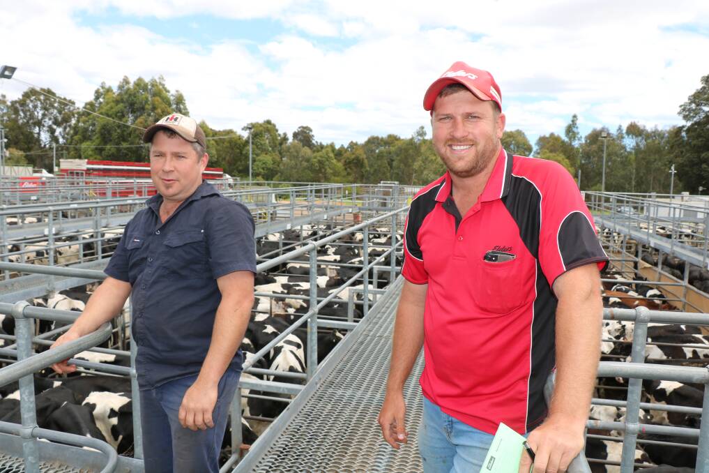 Daniel Milner (left), Busselton and Jacques Martison, Elders, Busselton, at the Elders store cattle sale at Boyanup last week where Mr Martison paid to $1420 for Friesian steers.