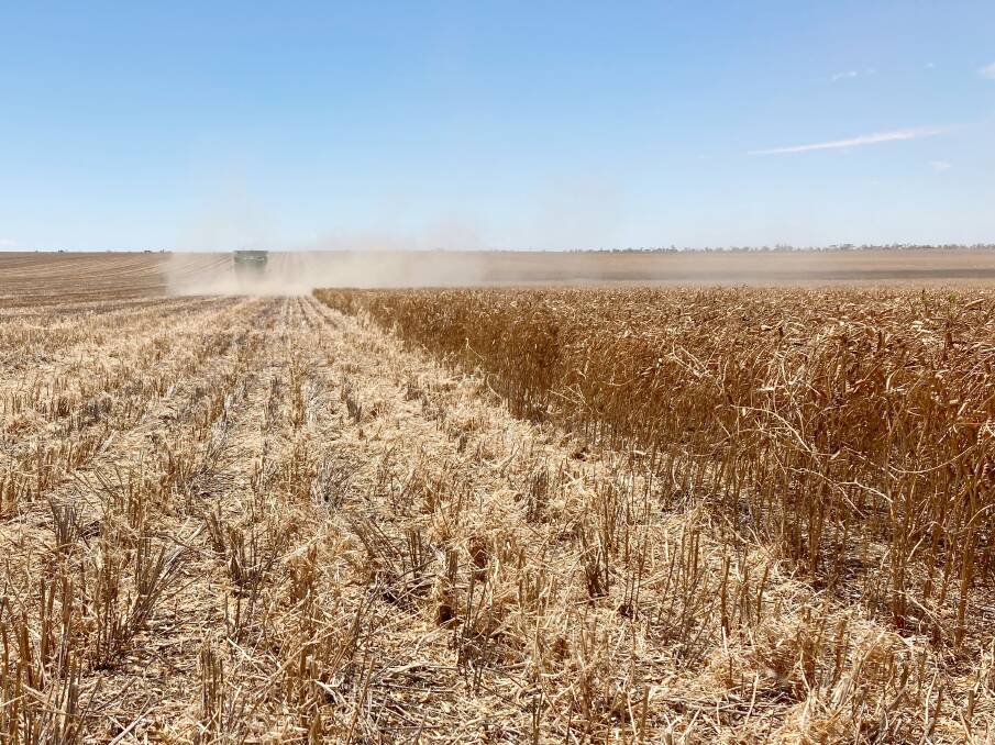 Dylan Hirsch, Latham, has a long-term average lupin yield of 1.4 tonnes per hectare, whereas this year he ended up with an average of about 2.4t/ha.
