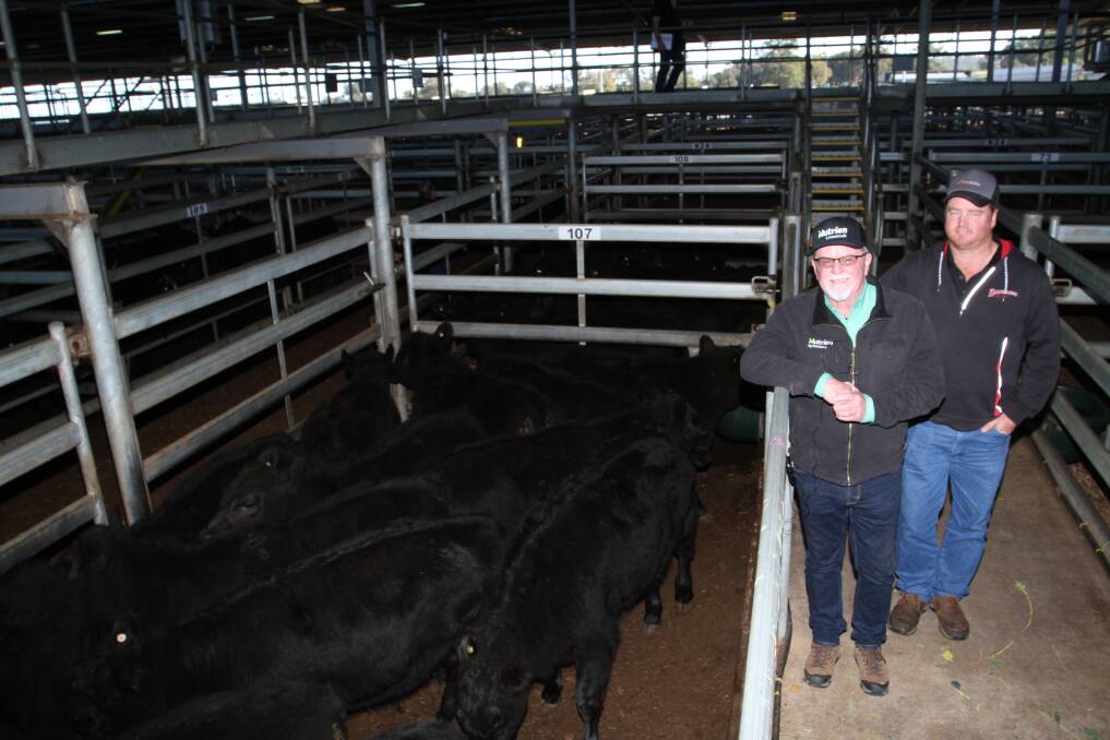 Nutrien Livestock auctioneer and Dandaragan agent Brad Keevers (left) and lotfeeder buyer at the sale Jamie Davies, Kalgrains, Wannamal, look over Mr Keevers clients Mt Gerizim Farms Pty Ltd, Dandaragan, draft of Angus weaners which sold to $1977 at 678c/kg for steers with Mr Davies buying two pens of Mt Gerizim heifers.