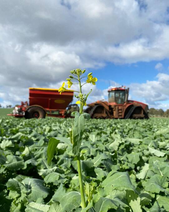 Textbook growing conditions have led to great crop establishment in Dandaragan, with the only issue being able to find a break in the weather for spraying," said Lachie Brown. Going into the flowering stage with a full profile of moisture was a good sign for the future of the crop.
