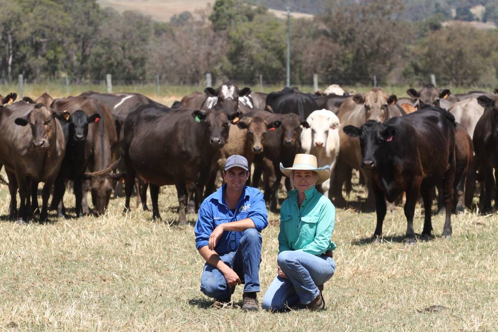 D Manning Family Trust, Mardella, will offer 100 March to April drop Angus and Murray Grey-Blonde d'Aquitaine cross mixed sex weaners. With some of the Manning family's cows and calves were Ben Smart and his fiancé Kelly Manning.